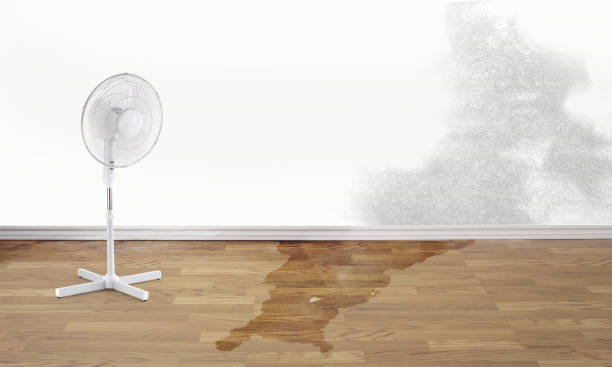 Best Professional water damage repair  in Los Angeles, CA